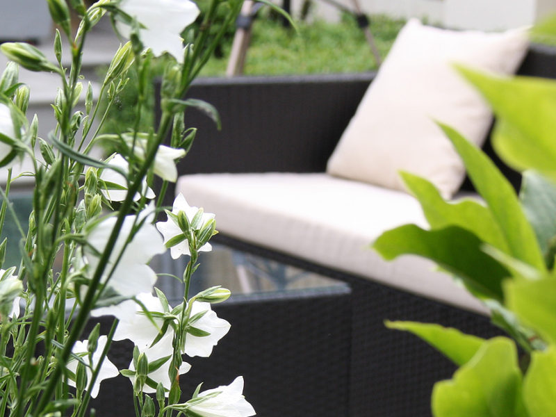 Contemporary urban garden
