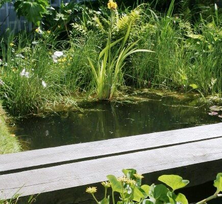 Wildlife garden - Caro Garden Design