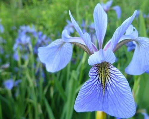 Projects for architects and developers - Iris