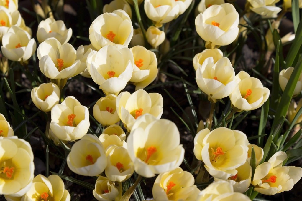 Caro Garden Design - Crocuses