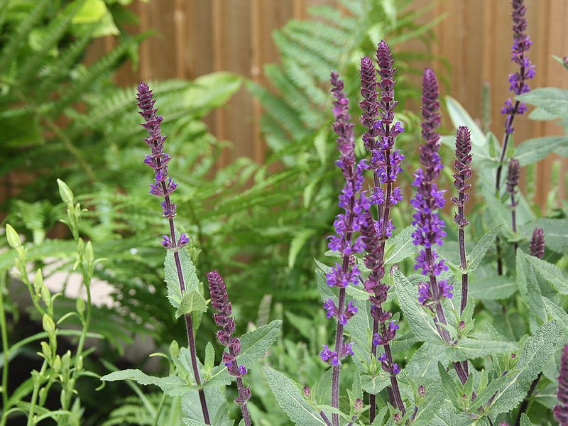 Contemporary urban garden