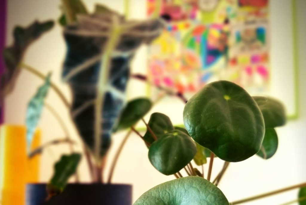 House plants