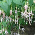 Fuschia Magellanica