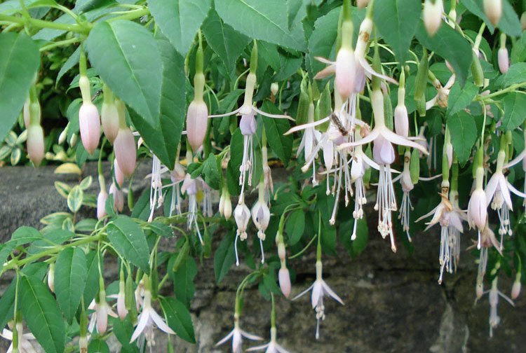 Fuschia Magellanica