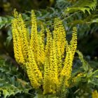 Mahonia