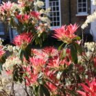 Pieris