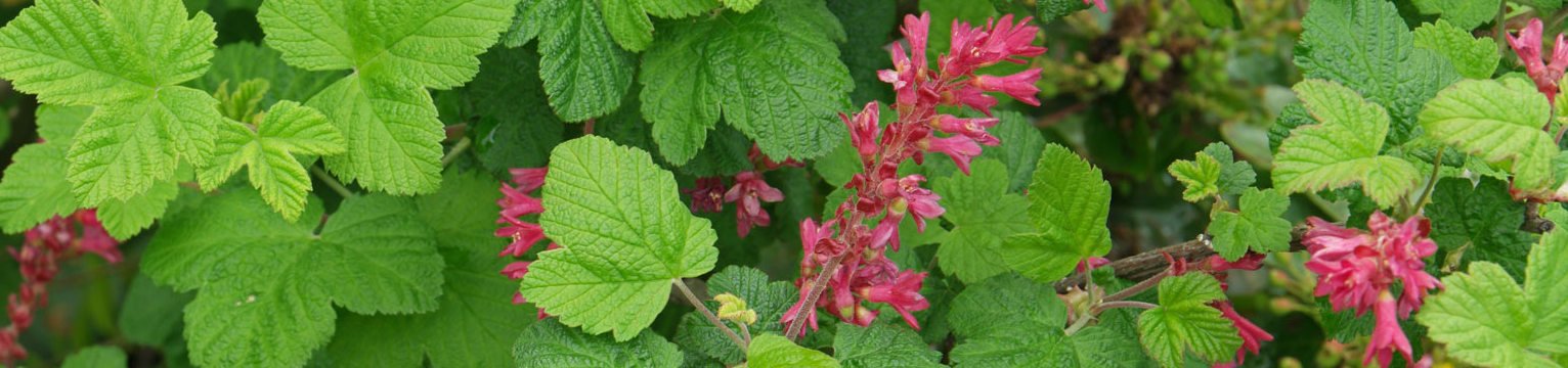 Year round plants for the bees knees